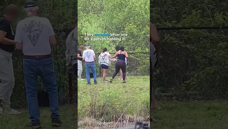 Video shows ‘frightened’ bear cub pulled from tree for pictures #Shorts
