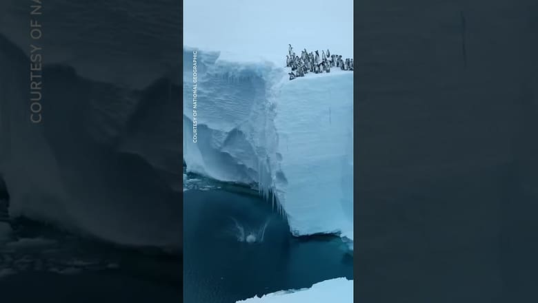 Watch: Baby penguins jump off 50-foot ice cliff #Shorts