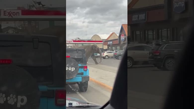 Watch: Circus elephant escapes, goes for a stroll through town #Shorts