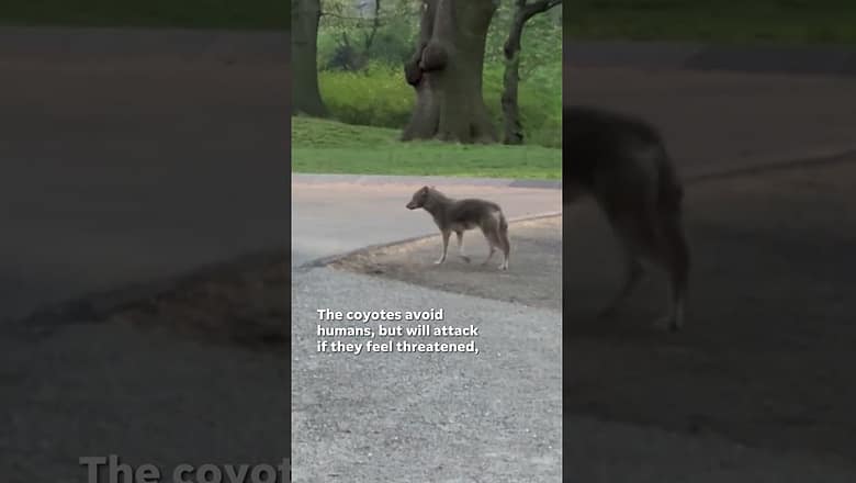 Watch: Coyote takes morning jaunt in Central Park #Shorts