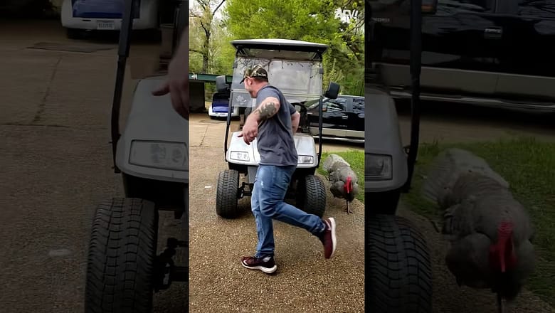 Who are you calling a turkey, pal? ? ? #shorts #fail #funny #turkey #bird #chasing