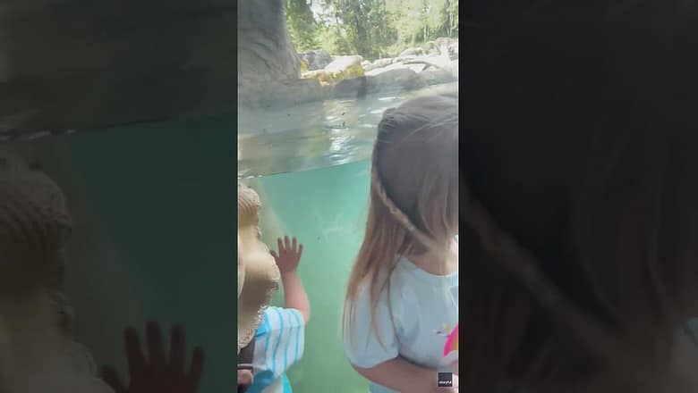 Bear horrifies children by eating ducklings at zoo #Shorts
