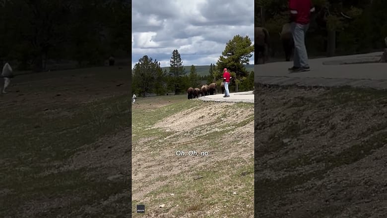 Bison herd charges Yellowstone tourists: ‘They got the Zoomie Zooms’ #Shorts