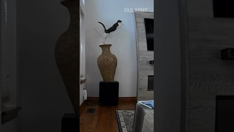 Cat Breaks Vase