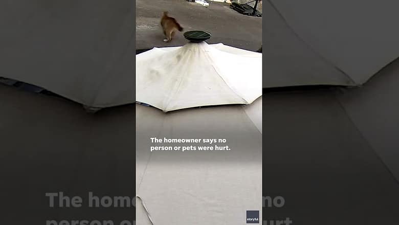 Family runs to safety as cougar chases house pets around backyard #Shorts