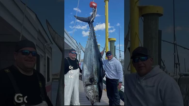 Fishermen off the coast of New Jersey landed a massive 718-pound bluefin tuna #Shorts