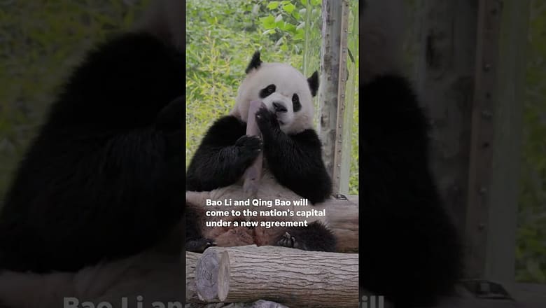 Giant pandas are making a giant return to Washington, D.C. #Shorts