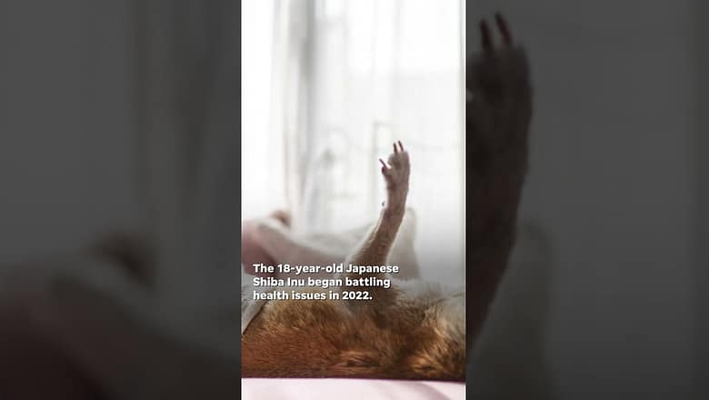 Kabosu, meme’d face of Dogecoin cryptocurrency, dies #Shorts