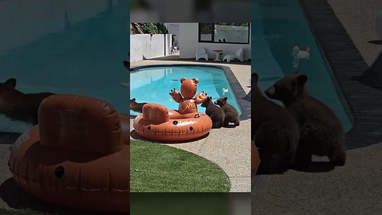 Mama bear takes cubs to pool to cool down #Shorts