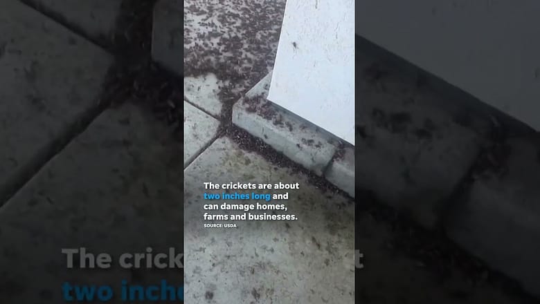 Mormon cricket swarms invade Nevada #Shorts