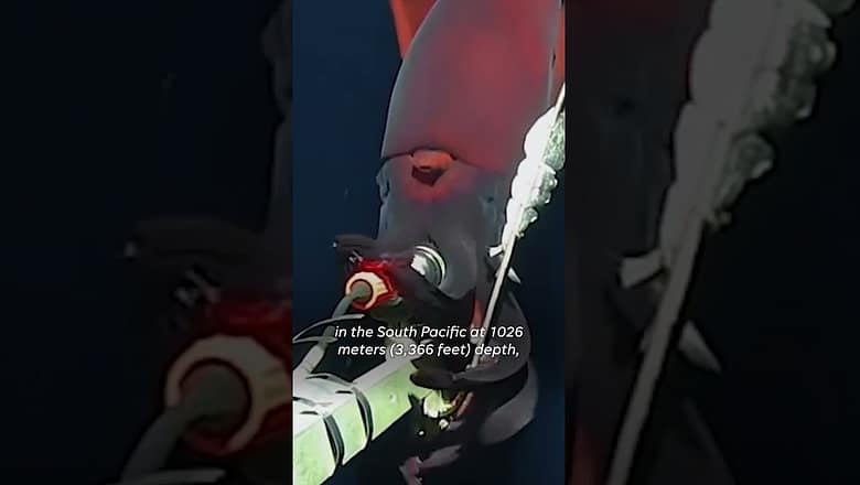 Rare deep-sea squid lunges at underwater camera #Shorts
