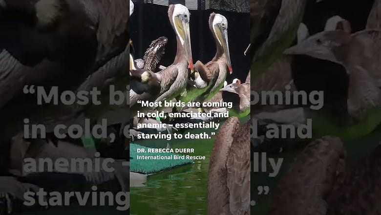 Stranded, hungry pelicans are being found along California’s coast #Shorts