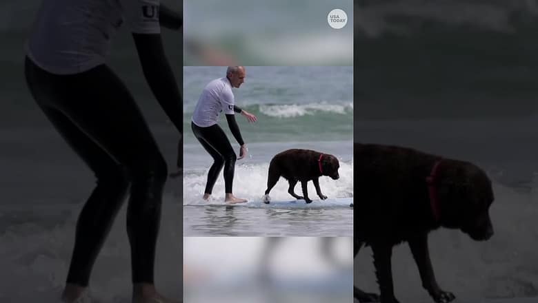 Surfers, fur pals hit the waves for dog surfing competition #Shorts
