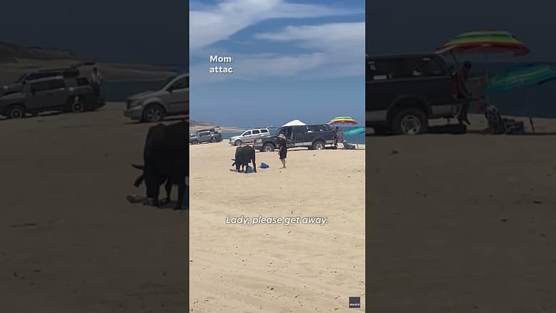 Watch: Tourist in Mexico attacked by bull on beach in Los Cabos #Shorts