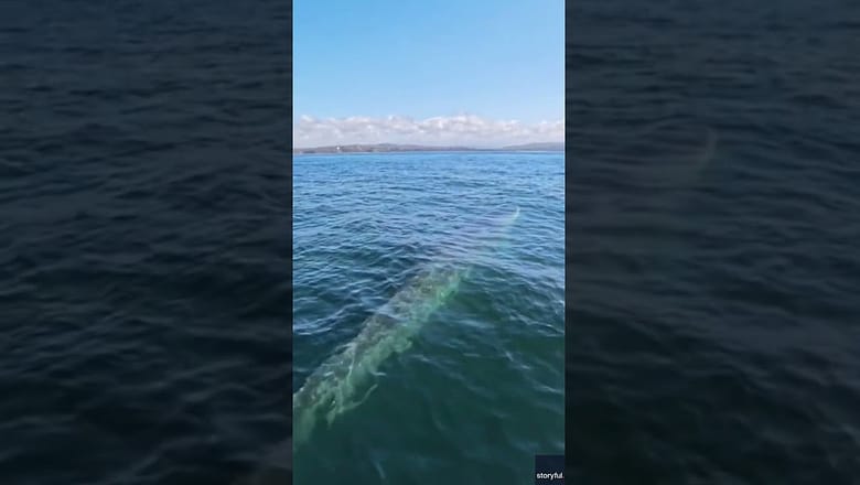Watch: Trio of whales swim near paddleboarder #Shorts