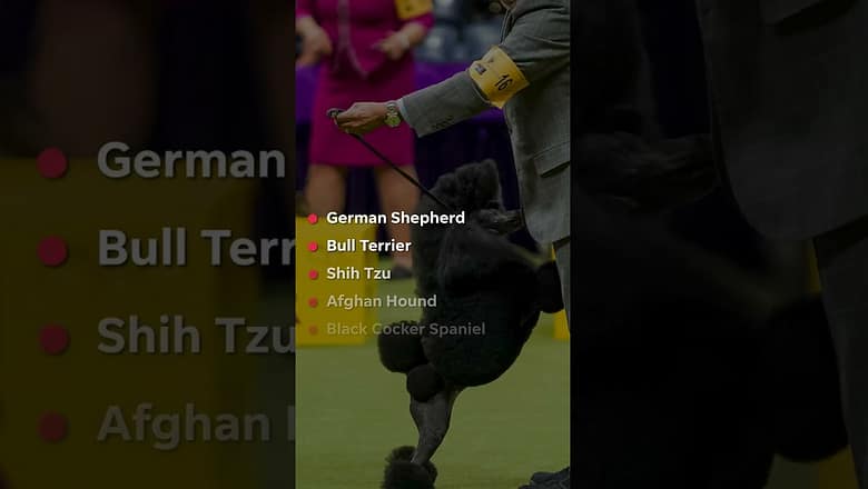 Westminster Dog Show: Miniature Poodle fetches Best in Show #Shorts