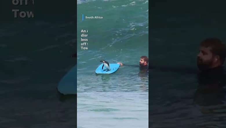 African penguin joins in on bodyboarding lesson #Shorts