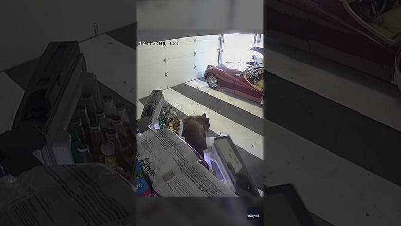 Bear named ‘Oreo’ caught on camera ransacking a fridge #Shorts