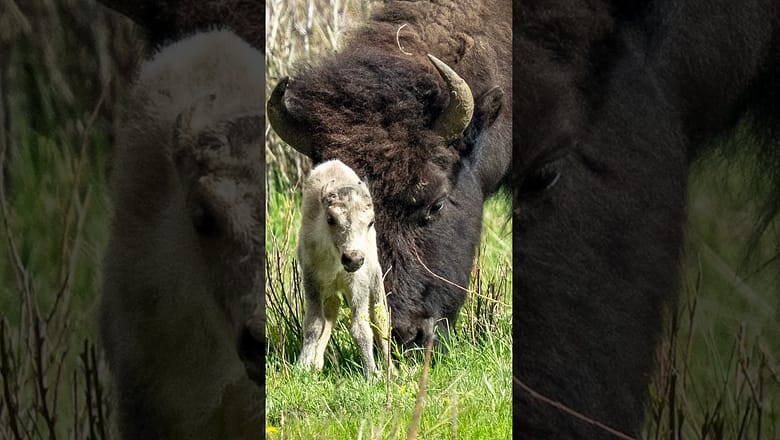 Extremely rare white bison calf spotted at Yellowstone National Park #Shorts