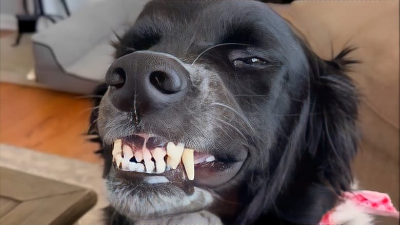 Good Boys Being Bad Dogs πΆ Funny Dog Videos