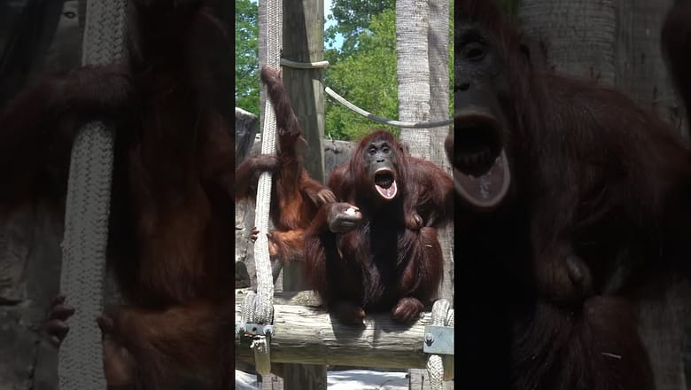 How ZooTampa is keeping animals cool amid extreme heat #Shorts