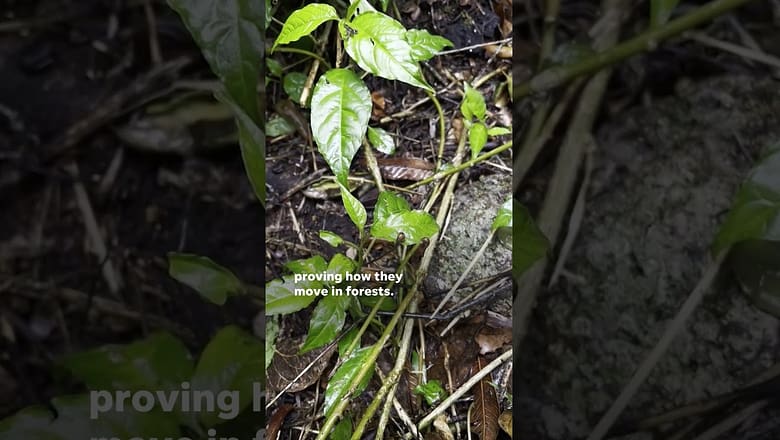 Jumping leeches has been seen on video for the first time #Shorts
