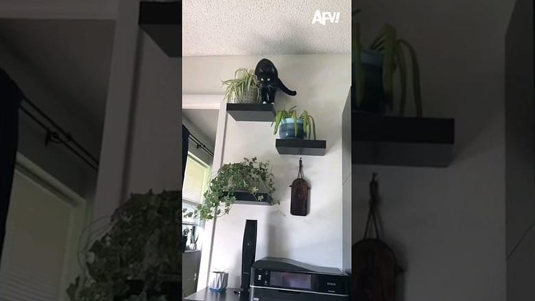 Oh that cat π #cat #plant #fail # funny
