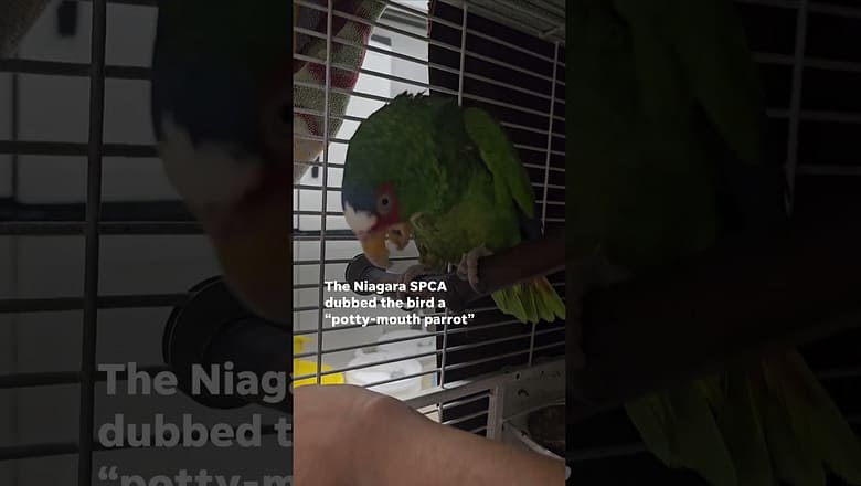 Potty-mouth parrot has more than just colorful plumage #Shorts