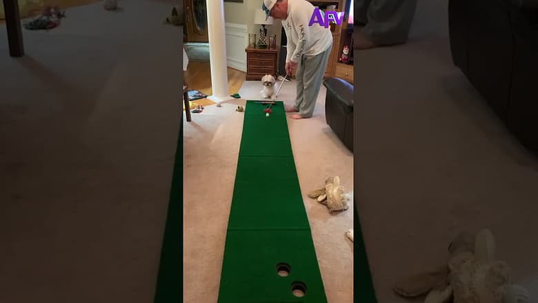 Putter or pupper? ๐ถ๐ #shorts #golf #dog #funny #afv