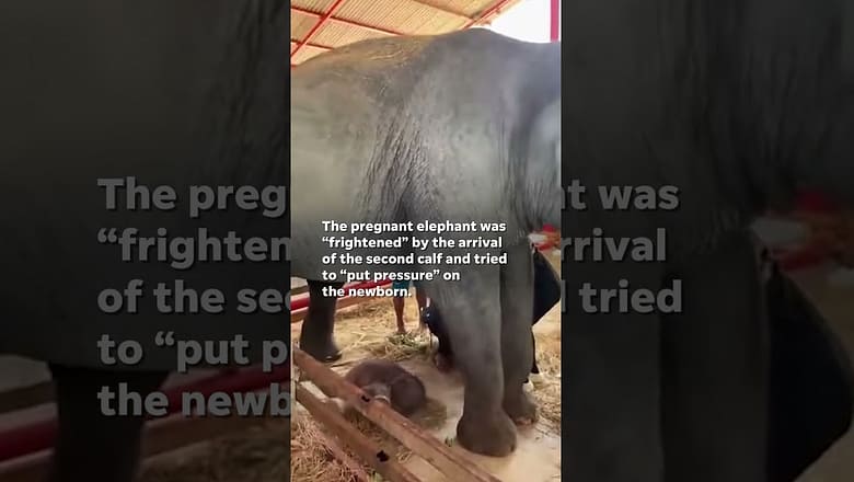 Rare elephant twins born in Thailand #Shorts