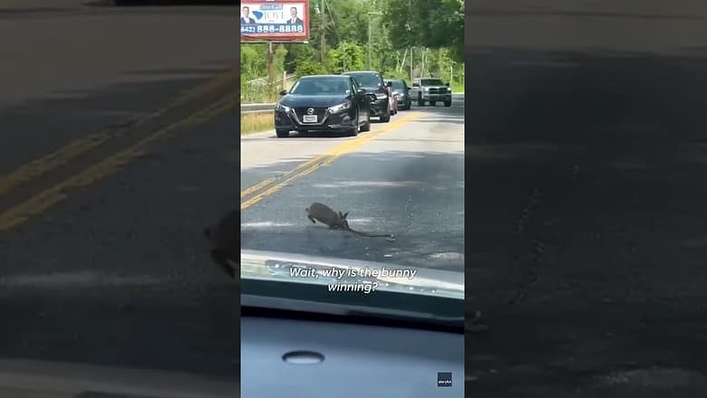 South Carolina couple stunned by tense battle between rabbit and snake #Shorts