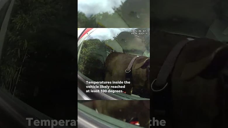 Watch: Dog saved from scorching U-Haul #Shorts