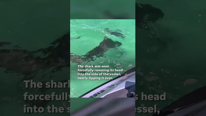 Watch: Shark nearly tips over jet skiers after ramming into vessel #Shorts