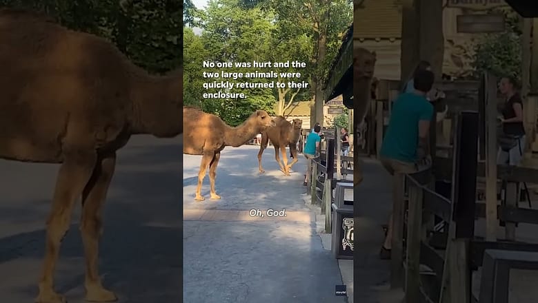 Watch: Two loose camels trot through Cedar Point #Shorts