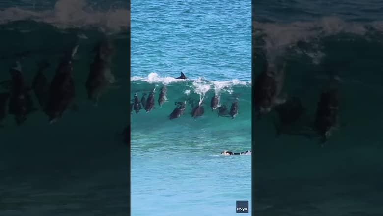 Wipe out! Pod of dolphins zooms under a surfer attempting to catch a wave #Shorts