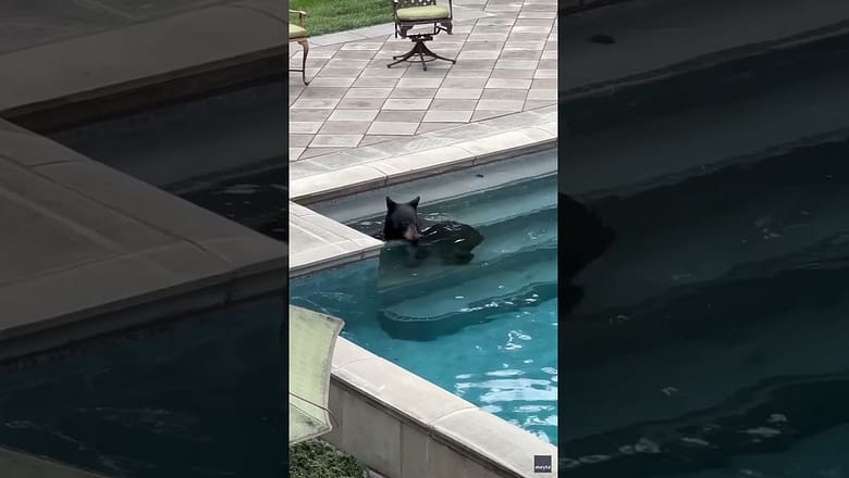 Bear frolics around in mansion’s pool #Shorts