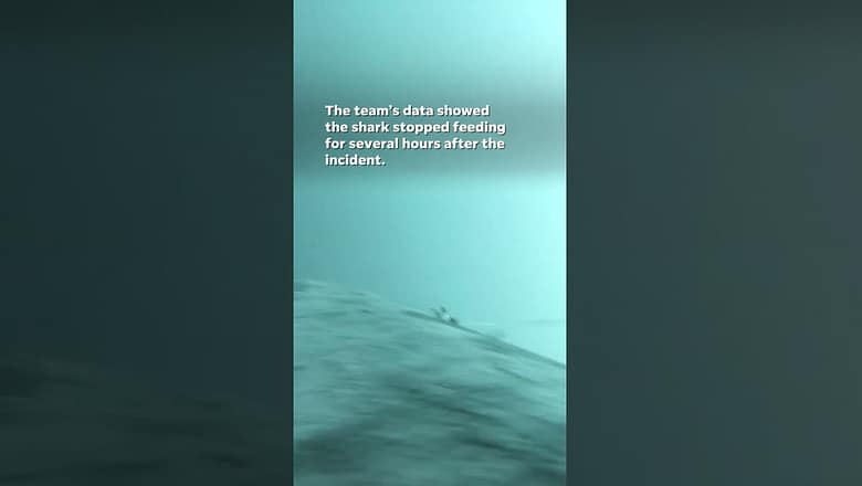 Boat strikes large shark in rare moment captured on video #Shorts