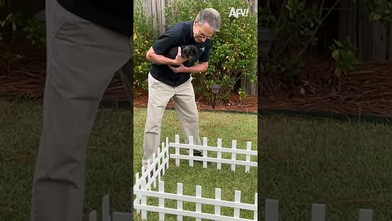 Fences are no match for that baby pup 🐶 #shorts #dog #humor