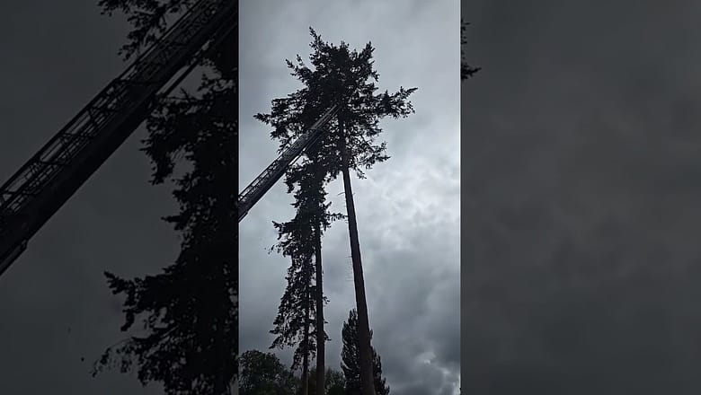 First responders untangle bald eagles from each other #Shorts
