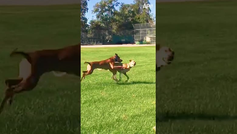 Good boys think alike! ๐ #reels #dogs #fail #funny