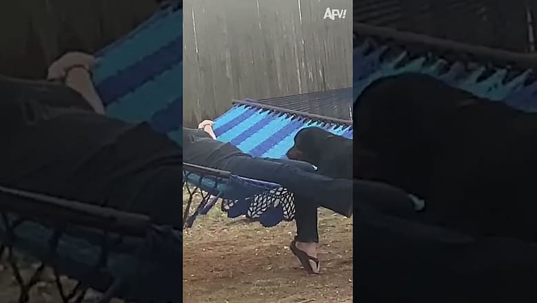Hammocks aren’t always for sharing… ๐ #reels #hammok #dog #funny #fail