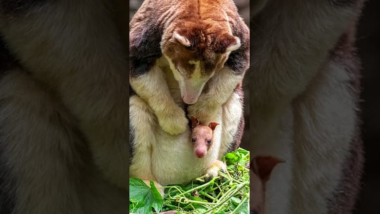 Rare kangaroo joey makes his debut at New York’s Bronx Zoo #Shorts