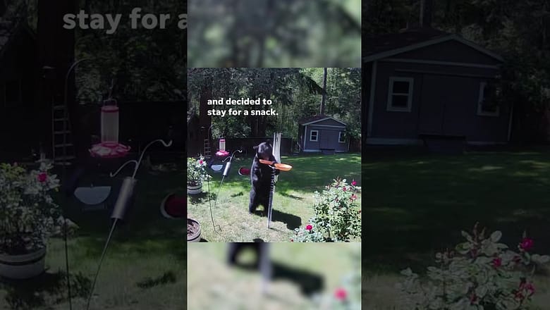 Ring camera catches bear munching on an afternoon snack #Shorts