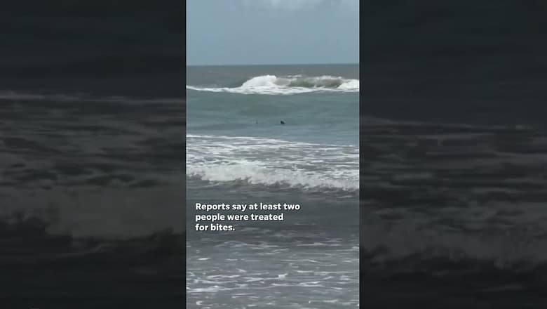 Sharks attack at South Padre Island, Texas beach leaves two injured #Shorts