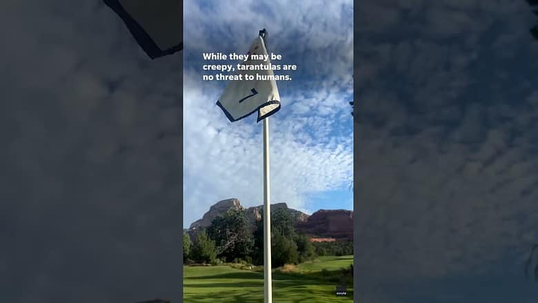 Tarantula finds a cozy home on Arizona golf course #Shorts
