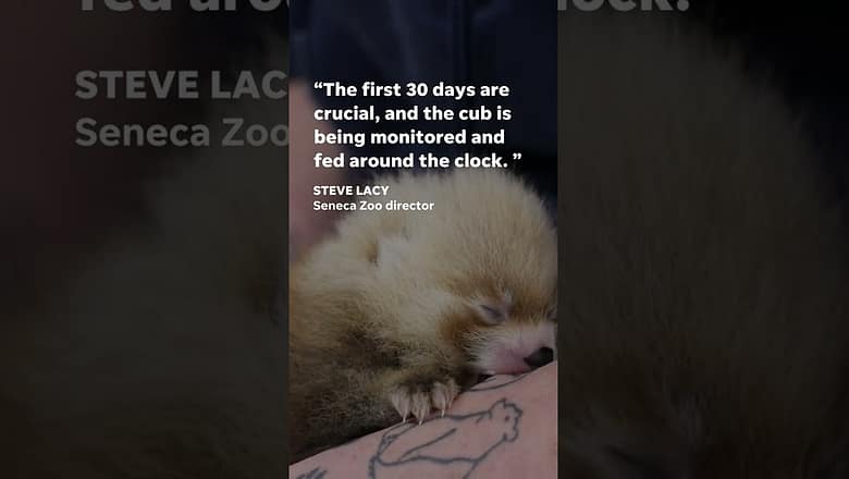 Watch as zoo staff care for a red panda cub #Shorts