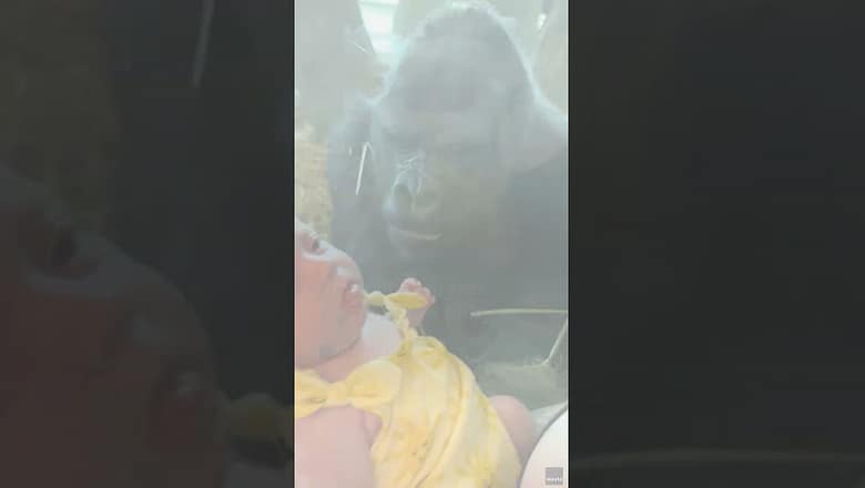 Watch: Gorilla melts hearts giving kissing gesture towards baby at zoo #Shorts