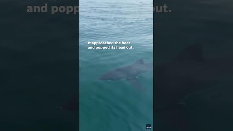 Watch: Great white shark circles boaters #Shorts