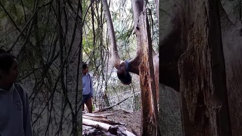 What did she want to do? ๐ณ #shorts #tree #fail #funny