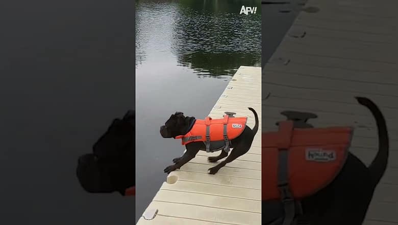 When fetching takes an unexpected dive… ๐ ๐ฆ #reels #dog #stick #fail #lake